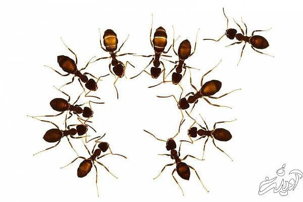 روش هایی برای فراری دادن مورچه ها فراری دادن مورچه